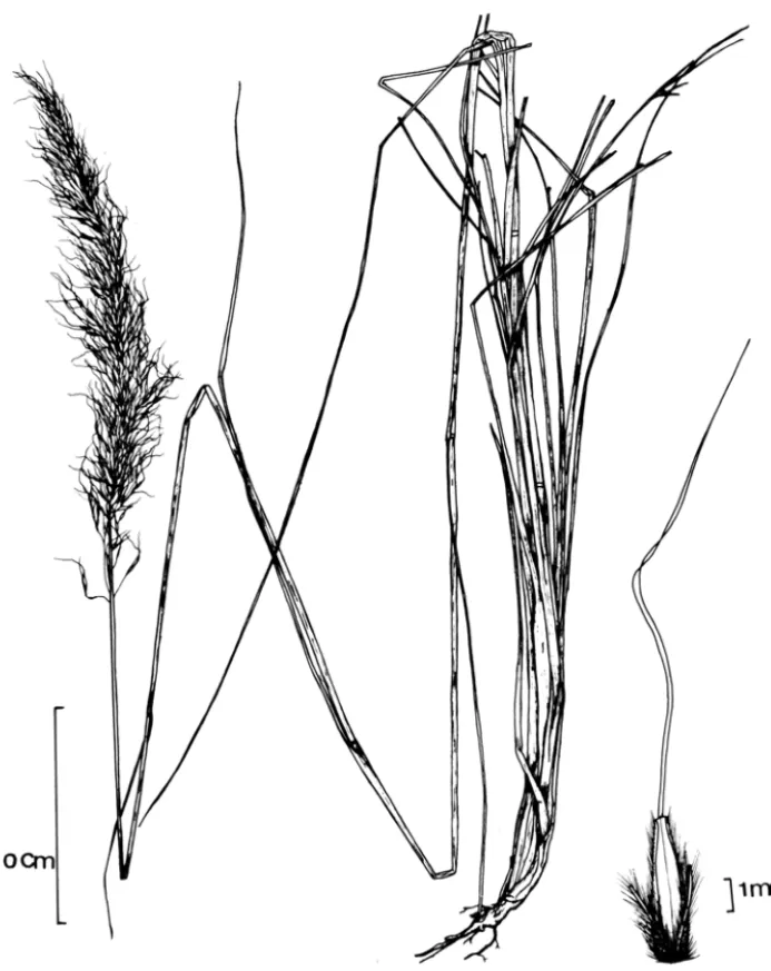 Figura 2.  Sorghastrum albescens. A  - Aspecto geral da planta. B  - Detalhe  da  espigueta