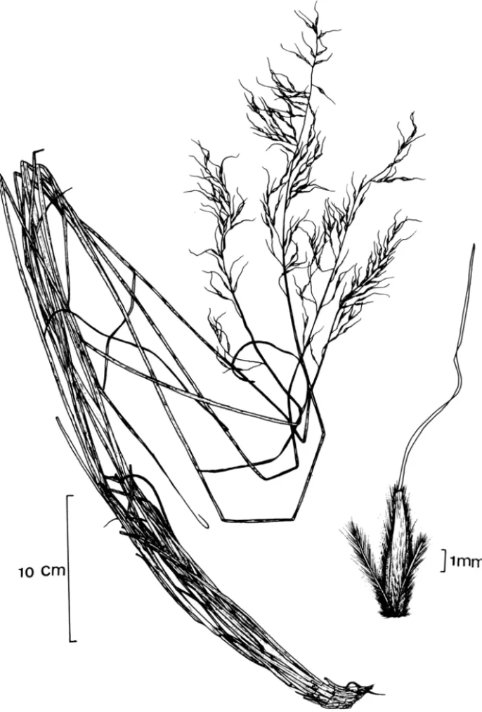 Figura 3. Sorghastrum peUitum. A  - Aspecto geral  da  planta. B  - Detalhe  da  espigueta