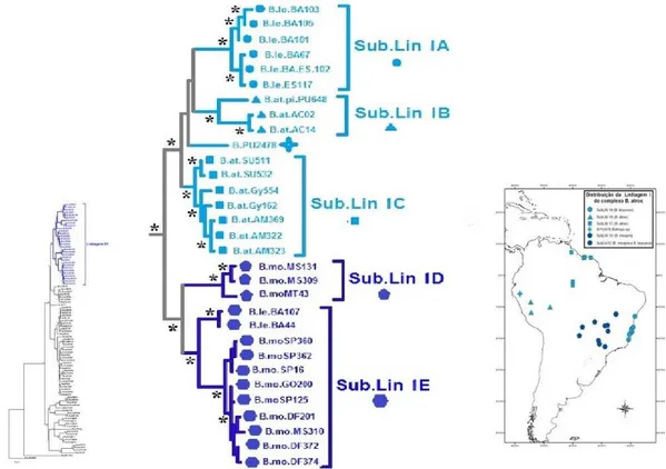 Figura  7.  Relações  filogenéticas  e  respectivas  distribuições  geográficas  dos  haplótipos mitocondriais pertencentes às sub-linhagens IIIA e IIIB do grupo B