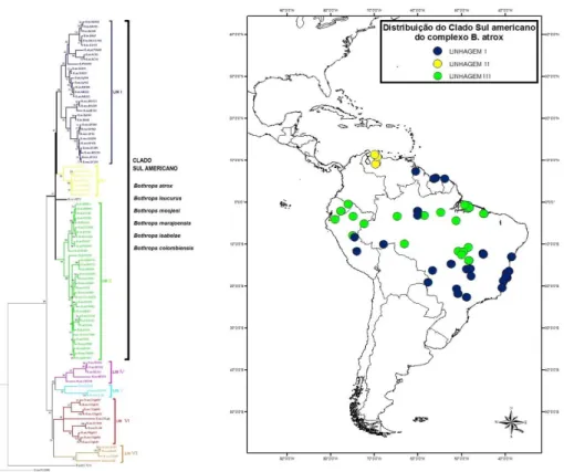 Figura 9. Distribuição geográfica das linhagens que formam o clado Centro-Sul Americano