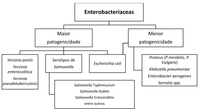 Tabela  1-  Classificação  taxonómica  do  género  Salmonella  (Adaptado  de  Quinn,  Carter,  Donelly  &amp; 
