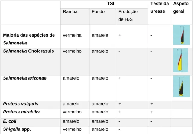 Tabela  4-Padrão  de  crescimento  de  alguns  géneros  de  Enterobacteriaceae em Agar TSI e “Urease  Broth”