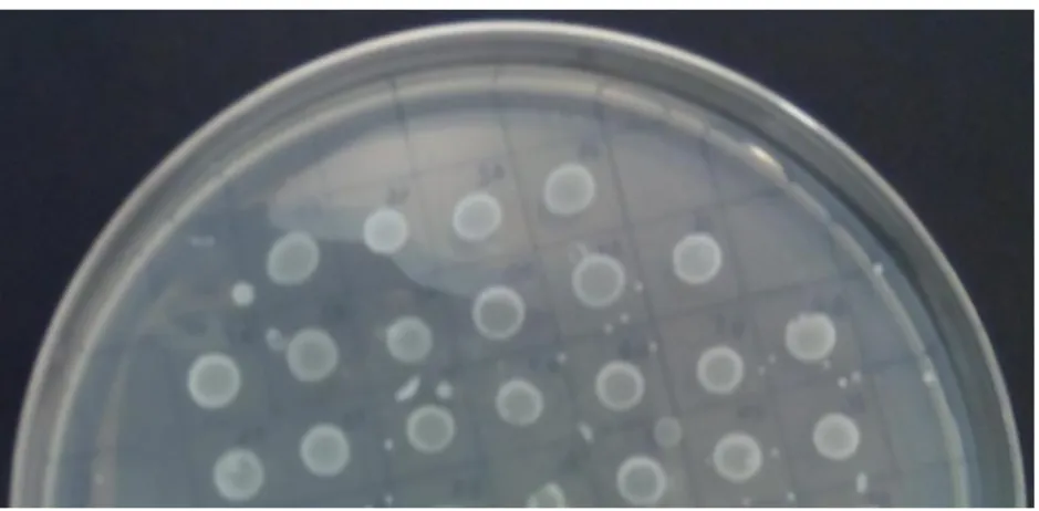 Figura 7. Placa de gelatinase test agar obtida após incubação. 