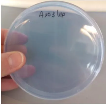 Figura 9. Aspecto da caixa de Petri após o período de incubação onde se pode observar a degradação  lipídica total