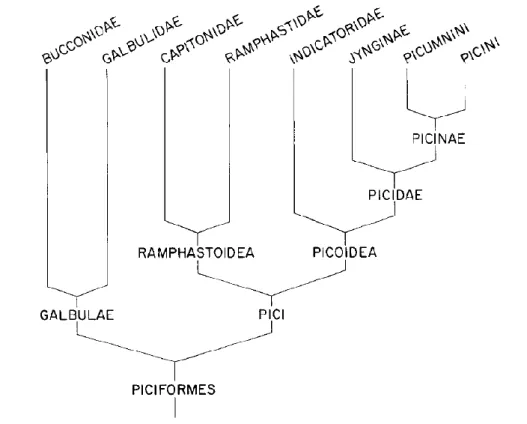 Figura  1.  Cladograma  dos  Piciformes,  suas  subordens  e  a  relação  evolutiva  entre  as  famílias baseado no trabalho de Swierczewski &amp; Raikow (1981)