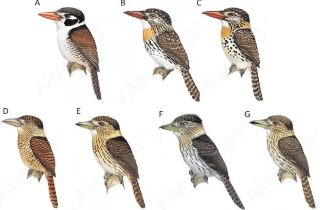 Figura 2. Espécies do gênero Nystalus: A) Nystalus chacuru, B) Nystalus striatipectus, C)  Nystalus maculatus, D) Nystalus radiatus, E) Nystalus striolatus, F) Nystalus obamai e G)  Nystalus torridus