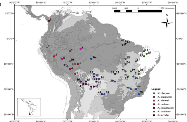 Figura  3.  Representações  geográficas  para  as  espécies  do  gênero  Nystalus,  A)  Mapa  da  distribuição  das  espécies  do  gênero  Nystalus  de  acordo  com  os  dados  da  União  Internacional  para  a  Conservação  da  Natureza  (IUCN,  2006)