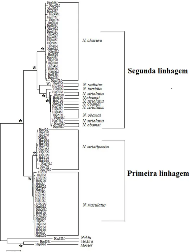 Figura 6. Árvore filogenética para as espécies do gênero Nystalus com base em 1.026 pb  do  gene  ND2,  utilizando  o  método  de  máxima  verossimilhança  (ML)