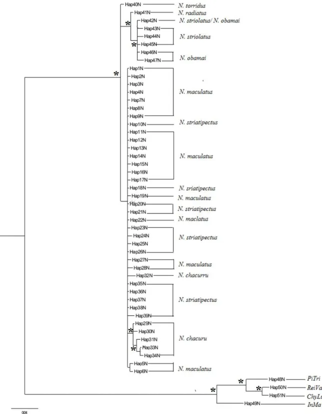 Figura 8. Árvore filogenética para as espécies do gênero Nystalus com base em 596 pb  do fragmento nuclear FIB5, utilizando o método de máxima verossimilhança (ML)