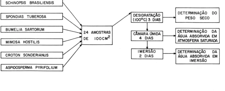 Figura  1 - Esquema  da  metodologia  utilizada  na  determinação do  grau de  hidrometria do  córtex de seis espécies arbóreas da caatinga (Salgueiro--PE)