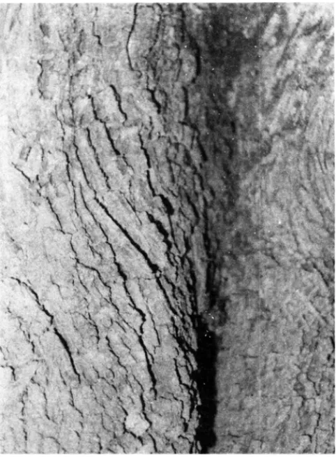 Figura 2 - Aspecto do córtex de Bumelia sartorum Mart.,  (quixabeira) ocorrente em Salgueiro-PE
