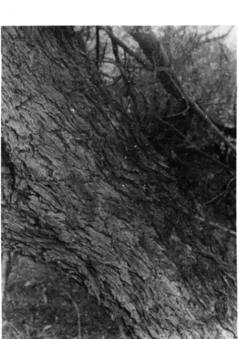 Figura 3 - Aspecto  do  córtex de Mimosa  hostilis Benth .. Uurema-preta) ocorrente em SaI- SaI-gueiro-PE