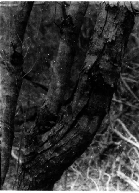 Figura 6 - Aspecto  do  córtex  de  Croton  sonderianus  Muell.  Arg.  (marmeleiro)  ocorrente  em Salgueiro--PE
