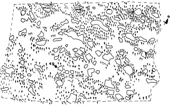 Figura - Mapa  esquemático  da  faze nda  Nhumirim,  mostrando  a  distribuição  das  lagoas 