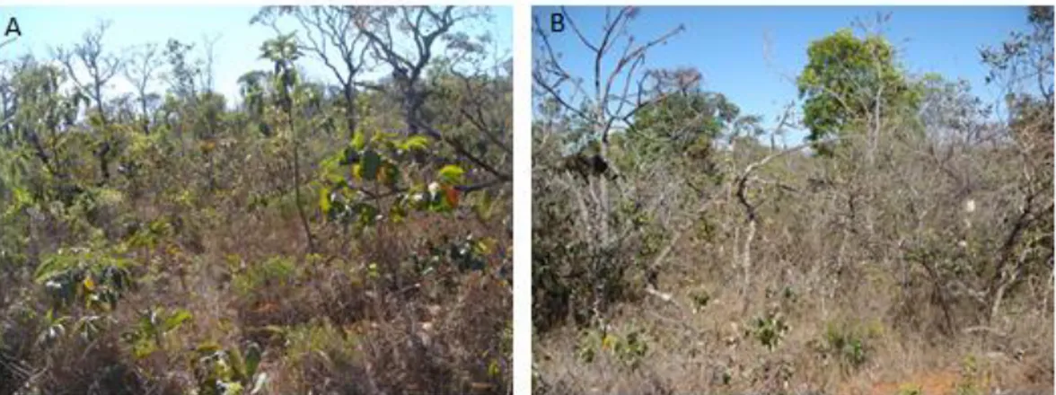 Figura  2.  Fotos  das  áreas  de  Cerrado  sensu  stricto  onde  foram  coletadas  as  amostras de solo