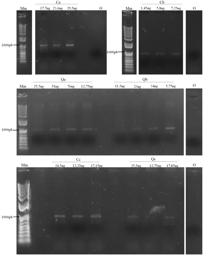 Figura  5.  Géis  de  agarose  1%  corados  com  brometo  de  etídio,  contendo  os  fragmentos  do  gene  rRNA  16S  amplificados  por  PCR,  utilizando-se  os  iniciadores  21f/958r