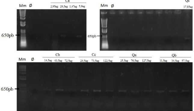 Figura  6. Géis  de agarose 1% corados com  brometo de etídio  contendo os fragmentos do  gene amoA amplificados por PCR, utilizando-se os iniciadores Arch amoAf/Arch amoAr