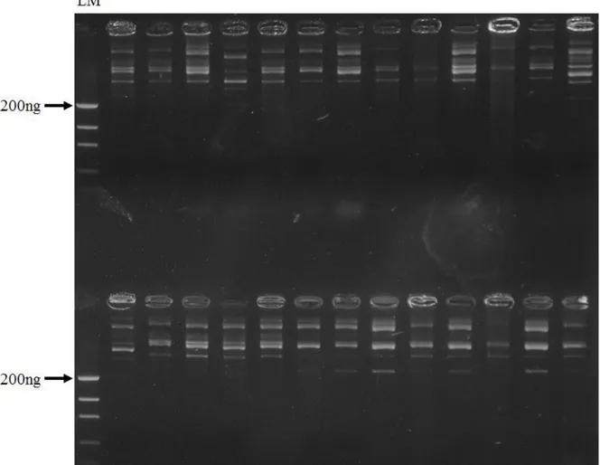 Figura 7. Perfil eletroforético do DNA plasmidial, contendo fragmentos do gene rRNA 16S  de amostras de Controle e Queimada, de clones recombinantes aleatoriamente selecionados