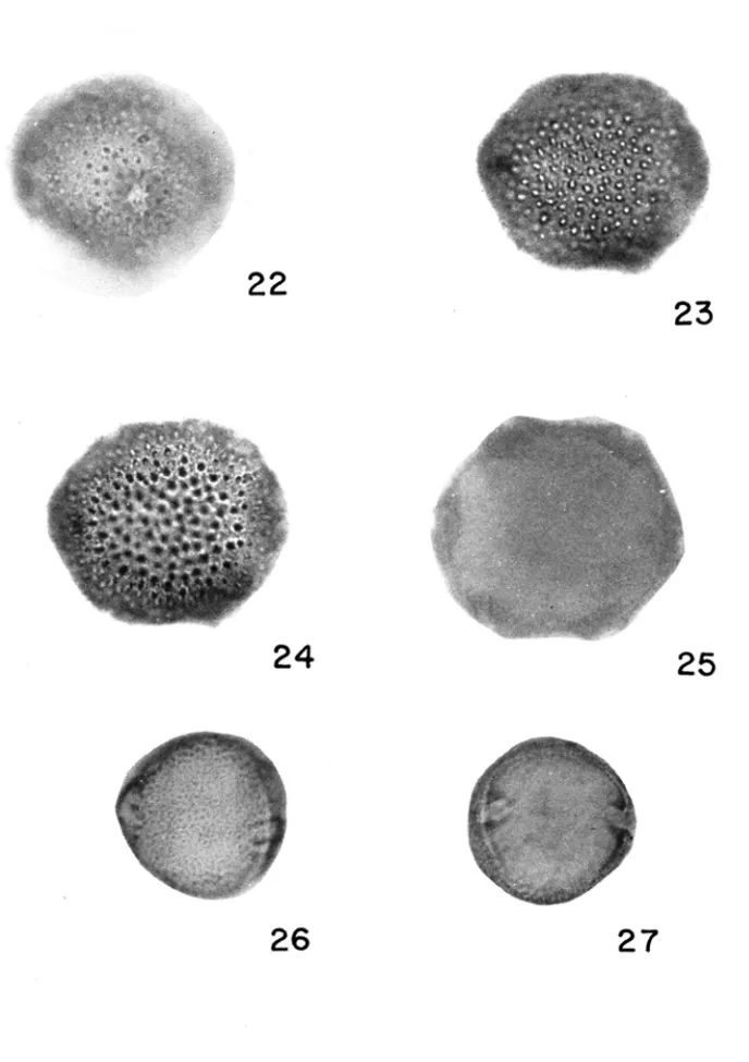 Fig. 22 a 25 - Waltheria  viscosissima (brevistila); figo  26 e 27 - W.  viscosissima (longistila)