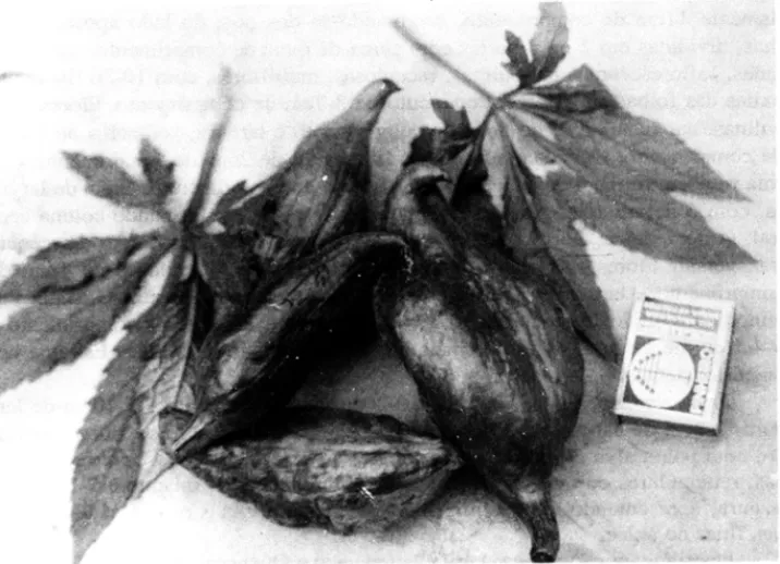 Figura  1 - Frutos desenvolvidos 
