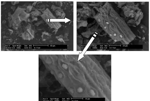 Figura 15 - Micrografias do carvão ativado obtido a partir do bagaço da casca de coco tratado  com HCl 1,0 M