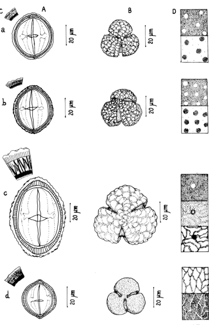 Figura 2:  a  Cllapt.na lateaerrlma  (Vell.)  Buk.;  b.  CIIaptda .a .... (L.)  Polak.;  c