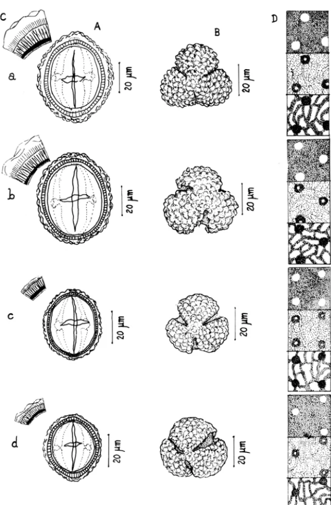 Figura 4:  a. Gochnatla dlscoldea (Less.) Cabr.;  b.  G. amplexlfoUa (Gardn.) Cabr.;  Co  G