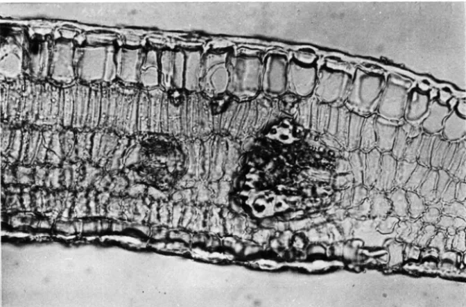 Figura  I  - Corte  transversal  de  um  foliolo  de  l.eguminosae  (48x). 