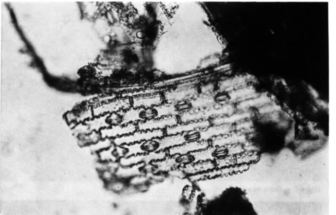 Figura  5 - Epiderme  abaxial  de  folha  de  gramínea  (58x) 