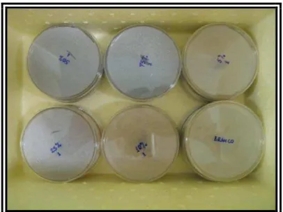 FIGURA 9 – Placas preparadas para o Teste de toxicidade do LCCV para o  Aspergillus niger AN 400