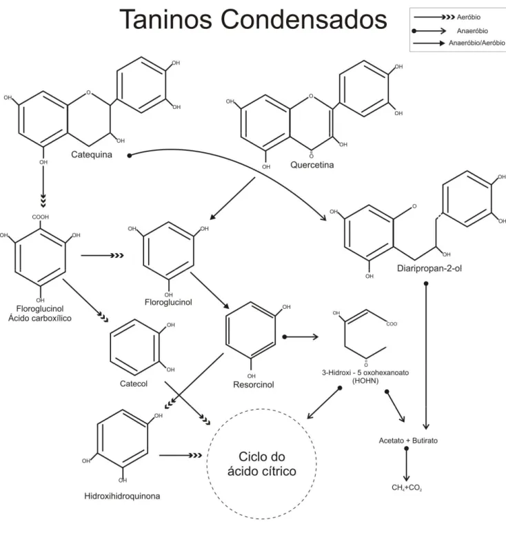 Figura 7 - Rota simplificada de biodegradação de taninos condensados 