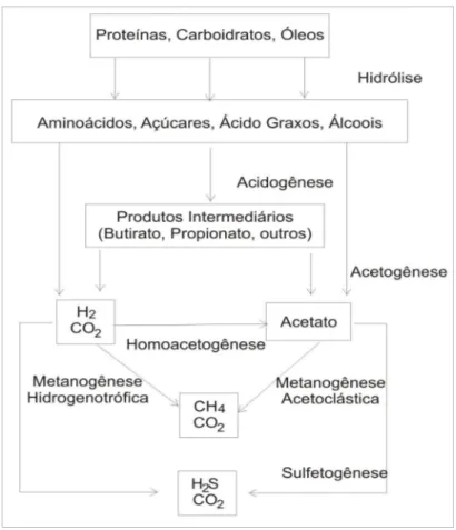 Figura 8 – Representação simplificada das atividades da fermentação anaeróbia 