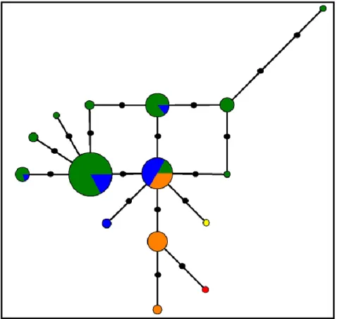 Figure  14:  Median-joining  network  from  RP40  intron  5  haplotypic  data.  Circle  size  is  proportional  to  the  frequency of each haplotype