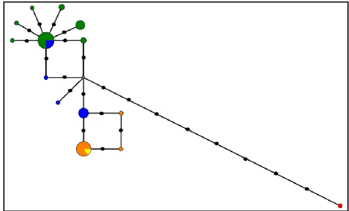 Figure  17:  Median-joining  network  from  TROP  intron  5  haplotypic  data.  Circle  size  is  proportional  to  the  frequency of each haplotype
