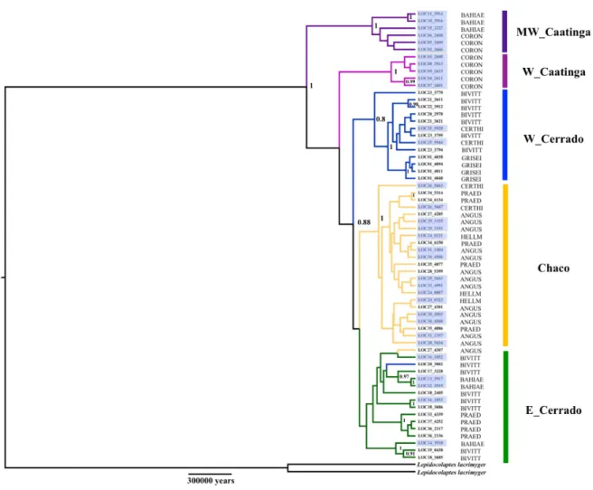 Figura  2.  Árvore  filogenética  com  base  na  inferência  bayesiana  mostrando  as  relações  das  linhagens  utilizando  os  marcadores  ND2  e  FIB  5