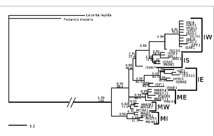 Fig. 2.7: Phylogenetic tree of the NAD4 sequences dataset. The values above the branches are  posterior probabilities and ML bootstraps (above and below respectively); When only one value  is   displayed   the   bootstrap   support   was   lower   than   5