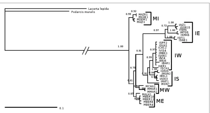 Fig. 2.9:  Phylogenetic tree of the concatenated 16s rRNA and NAD4 sequences dataset. The  values   above   the   branches   are   posterior   probabilities   and   ML   bootstraps   (above   and   below  respectively); When only one value is displayed the