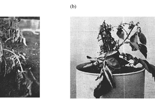 Figura 1. Tomateiro (a) e batateira (b) com crestamento do ponteiro e enrolamento foliar, causados pelo  vírus ‘spotted wilt’
