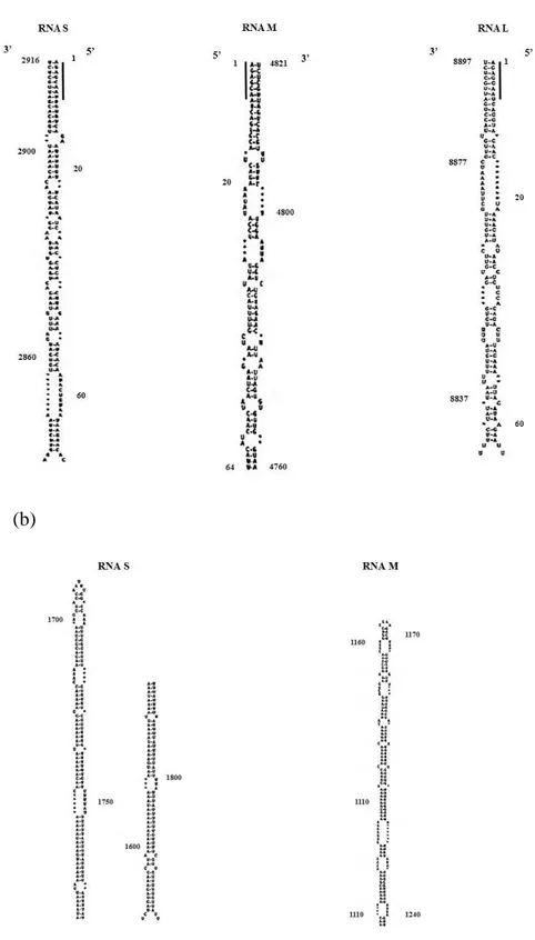Figura  4.  Estruturas  secundárias  formadas  nos  RNAs  de  TSWV.  (a)  ‘Panhandle’  formado  pela  complementariedade  das  sequências  terminais  dos  segmentos  S,  M  e  L;  a  barra  preta  sinaliza  os  sete  nucleotídeos idênticos nos três segment