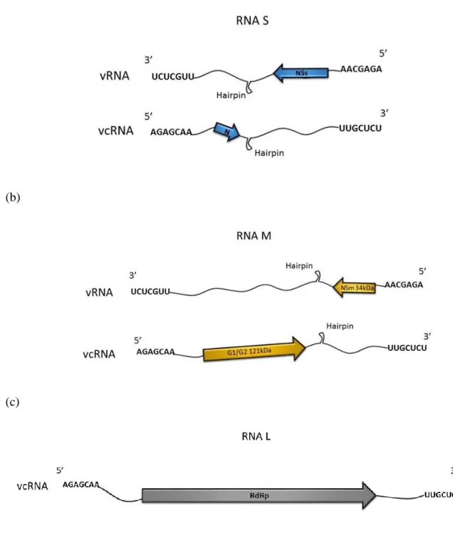 Figura  5.  Esquema  organização  genômica  de  TSWV.  (a)  RNA  S  com  aproximadamente  3100  nucleotídeos  codifica  a  ribonucleoproteína  N  (29kDa)  na  fita  viral  complementar  (vcRNA)  e  a  NSs  (52kDa)  na  fita  viral  (vRNA)