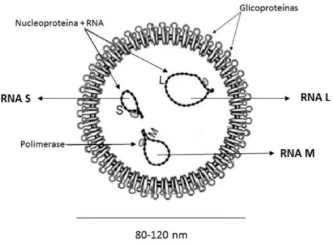 Figura  6.  Representação  esquemática  da  partícula  dos  integrantes  da  família  Bunyaviridae
