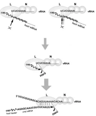 Figura  7.  Modelo  da  transcrição  por  ‘cap-snatching’  de  tospovírus.  Após  o  alinhamento  do  mRNA  do  hospedeiro  (doador  ‘cap’)  ao  template  viral,  uma  endonuclease  cliva  a  porção  5’  do  doador  ‘cap’  na  primeira  ou  segunda  base  