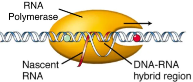 Figure 1.2: Basic elements of transcription (see main text). Adapted from [27].