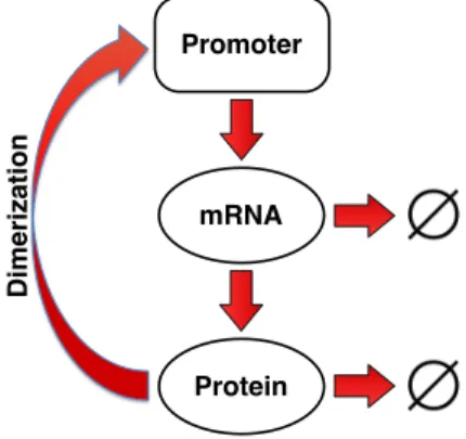 Figure 2.1: Basic structure of the dynamics of a single protein that transcription- transcription-ally auto-regulates through dimerization.