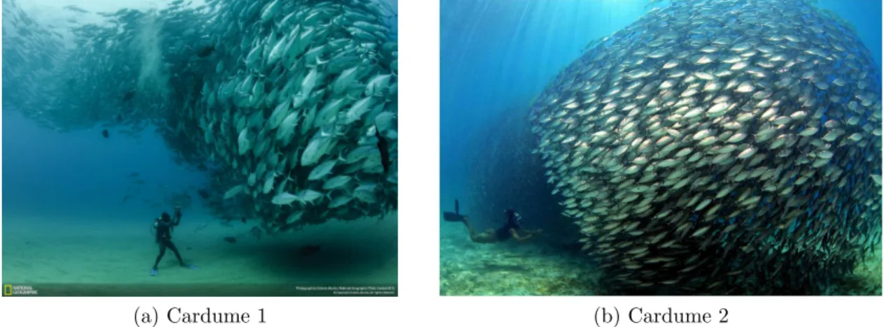 Figura 3: A esquerda(a) e a direita (b) temos exemplos de movimento coletivo re- re-alizado por cardumes, nota-se o comportamento coletivo ordenado dos peixes