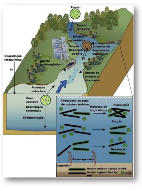 Figura 2 - Processos biogeoquímicos na zona de mistura estuarina. 