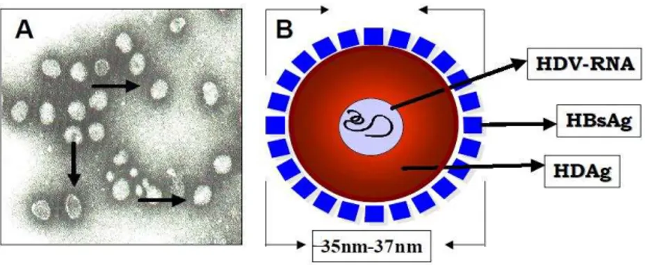 Figura 3 - A) Microscopia eletrônica do VHD, setas. B) Representação esquemática da  partícula do VHD com envoltório do VHB (HBsAg)