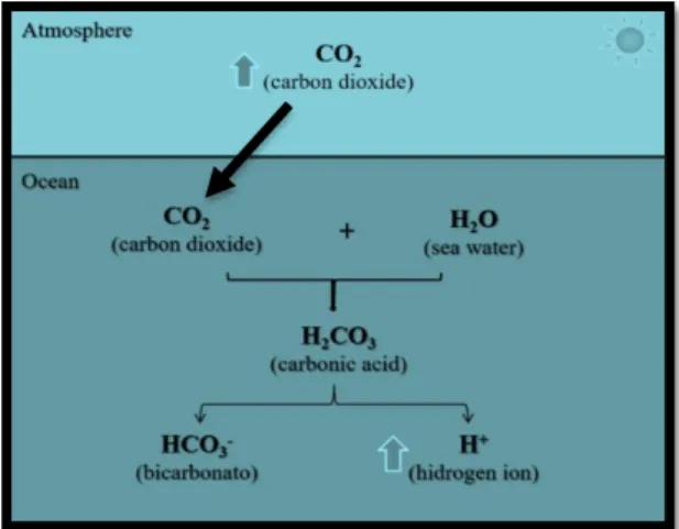 Figure 1.1. Chemical underlying process of ocean  acidification. 
