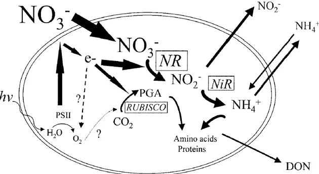 Figure 1.2: Relationship between the nitrate uptake pathway and photosynthesis during periods of low temperature and high  nitrate concentration