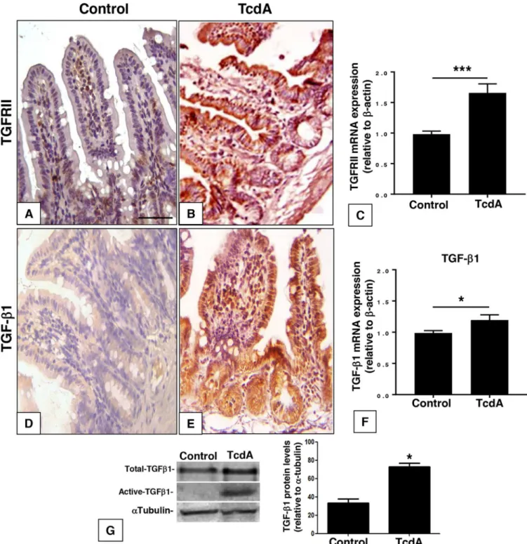 FIG 1 C. difficile TcdA injection enhances TGF-␤1 and TGFRII expression in ileal loop epithelium
